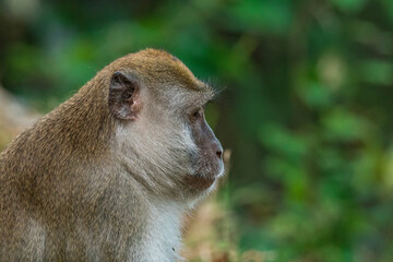 Close up portrait of an adult Long-Tailed monkey or The crab-eating macaque . Thailand.