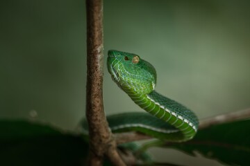 A venomous Vogeli green pit viper lies on a tree branch over the river in Khao Yai National Park, Thailand. Wild nature photography.
