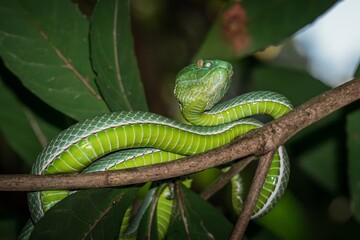 A venomous Vogeli green pit viper lies on a tree branch  in Khao Yai National Park, Thailand. Wild nature photography.