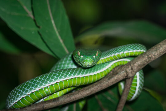 A venomous Vogeli green pit viper lies on a tree branch over the river in Khao Yai National Park, Thailand. Wild nature photography.