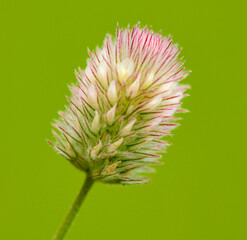 detail flower of hare's-foot, rabbitfoot, stone or oldfield clover (Trifolium arvense)