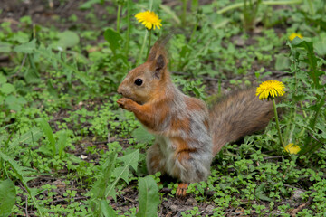 squirrel in the park