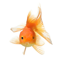 gold fish isolated on transparent png - 566233129