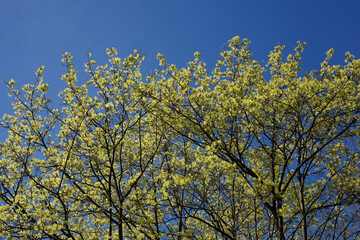Baumkronen von Laubbäumen aus der Froschperspektive im Frühling, Blauer Himmel
