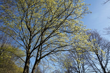 Baumkronen von Laubbäumen aus der Froschperspektive im Frühling, Blauer Himmel