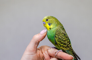 A young green wavy parrot sits on a hand, a human finger	
