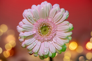 gerbera