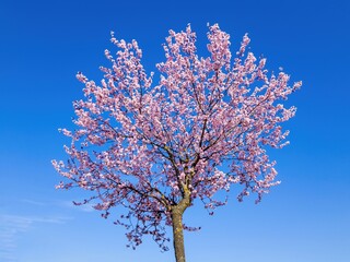 Naklejka premium Tree with pink flowers in spring with blue sky background