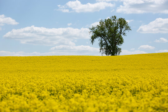 Single tree on horizon of vast yellow rapeseed landscape, with interesting and dramatic cloud shapes.