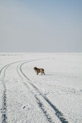 A dog in front of a frozen lake in the Almaty region (Kazakhstan). Landscape, footprints in the snow, winter sky.