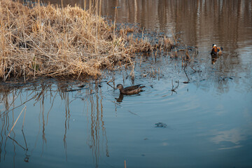 Mandarin ducks swimming on the lake