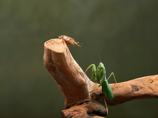 Praying mantis on a green background. The insect hunts, eat, macro