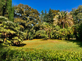 Fototapeta na wymiar Sunny park with trees and meadow