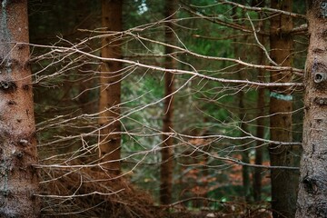 Zweige von zwei Bäumen im Wald berühren einander