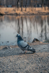 Pigeons