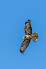 Bussard