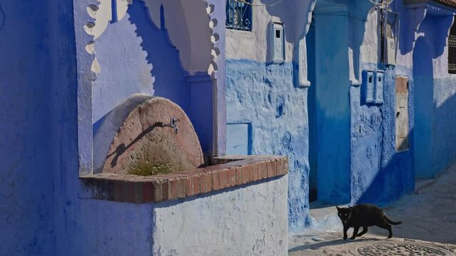 Black cat basks in the morning sun on an empty narrow street. Textured picturesque walls of piercing blue color of city of Chefchaouen in Kingdom of Morocco almost merge with sky.