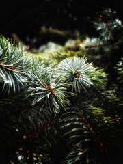 Close up fir branches with water drops after rain. Coniferous background with a copy space. 