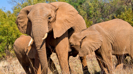 Fototapeta na wymiar Elephant, Loxodonta africana, Wildlife Reserve, South Africa, Africa