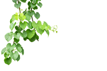 Foto op Canvas Twisted jungle vines liana plant Cowslip creeper vine (Telosma cordata) with heart shaped green leaves  isolated on transparent background, png file © ISENGARD