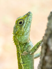 Green tree lizard 