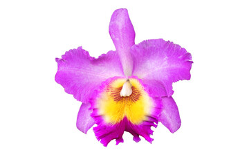 One Purple Cattleya Orchid flower isolated on transparent background , PNG File