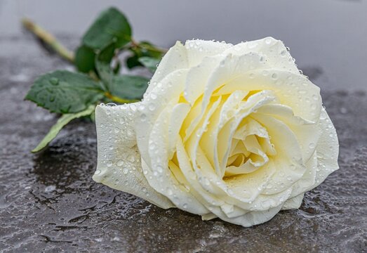 eine auf einem grauen Stein niedergelegte, gelbe Rose auf gefrorenem Untergrund zum Ausdruck der Trauer und des Gedenkens