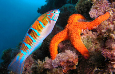 Ornate Wrasse, Thalassoma pavo, Mediterranean Sea Star, Echinaster sepositus, Cabo Cope Puntas del Calnegre Regional Park, Mediterranean Sea, Murcia, Spain, Europe