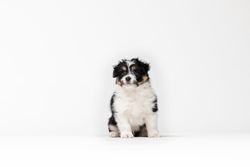 Adorable tricolor terrier puppy looking at the camera with shiny dark eyes. Isolated on white background. Little cuddle puppy