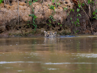 Wild Jaguar swimming in the river in Pantanal, Brazil