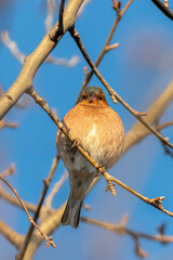 Common Chaffinch in a garden in winter