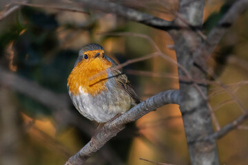 European Robin perched on a tree branch