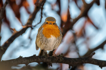 European Robin perched on a tree branch