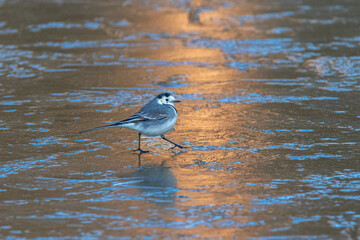 White Wagtail walking on the water of a frozen pond