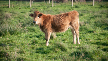Pequeña vaca marrón en pradera de hierba