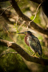 green heron on a branch