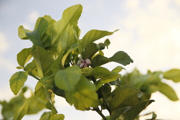 Horta caseira à beira do lago brotando flores e frutos