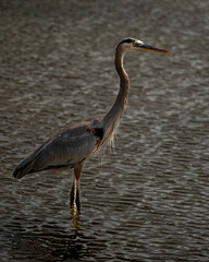 great blue heron in the water