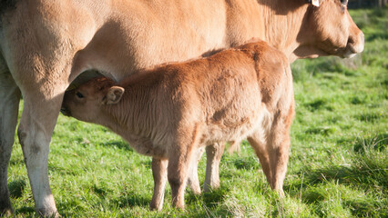 Pequeña vaca marrón mamando de la teta de su madre en pradera de hierba
