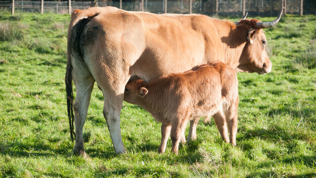 Peque&ntilde;a vaca marr&oacute;n mamando de la teta de su madre en pradera de hierba
