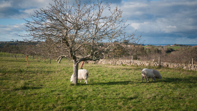 Ovejas blancas pastando en redil al aire libre