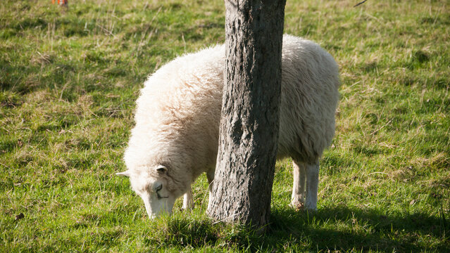 Oveja blanca pastando en redil al aire libre junto a arbol