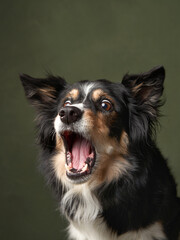 funny dog on a green background. Charming border collie shows teeth, snaps