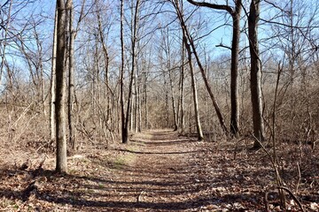 Obraz premium The long hiking trail in the winter woods on a sunny day.