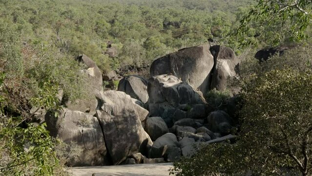 a winter morning shot of the habitat of mareeba rock-wallabies at granite gorge near mareeba of qld, australia