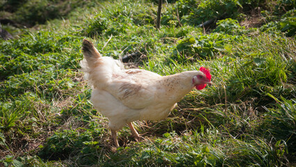 Gallina blanca con cresta roja en corral 