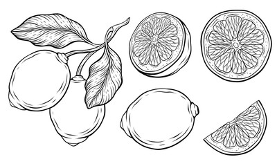 Hand drawn illustration of lemons vector lineart 