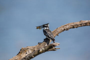 Pied kingfisher with small fish in their mouth