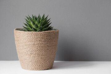 Caring for home plants at home. Homemade flowers. Succulents. Growing plants.