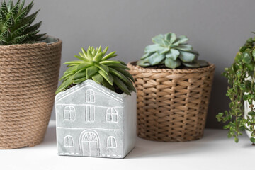 Caring for home plants at home. Homemade flowers. Succulents. Growing plants.